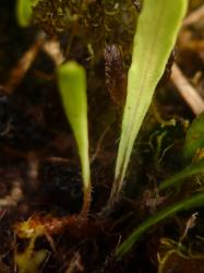 Notogrammitis givenii. Fronds tapering to distinct, hairy, brown stipes at their bases.
 Image: L.R. Perrie © Te Papa CC BY-NC 3.0 NZ